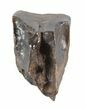 Triceratops Shed Tooth - Montana #50937-1